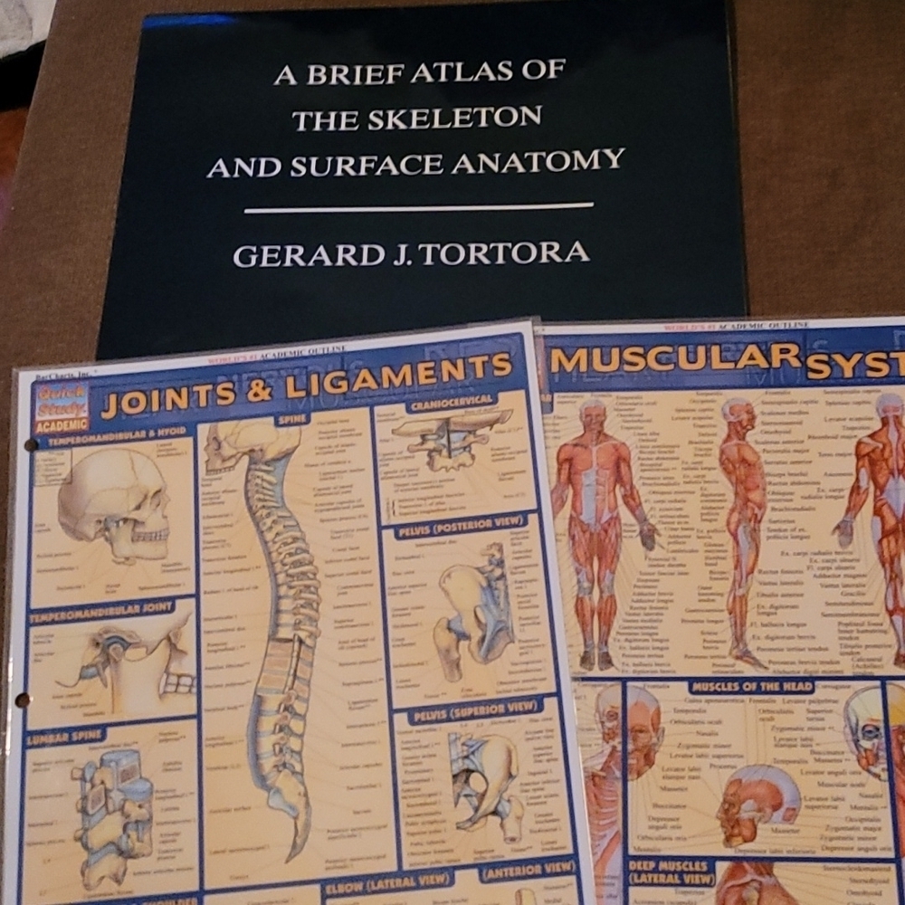 Skeleton atlas anatomy bundled